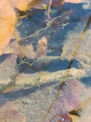 Pelophylax bedriagae