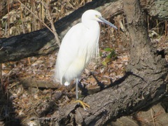 Egretta garzetta