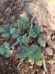 Ranunculus constantinopolitanus
