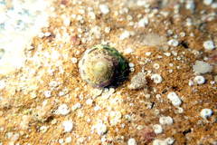 Notogibbula preissiana