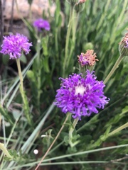 Pseudopegolettia tenella