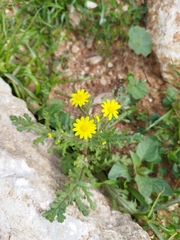 Senecio vernalis