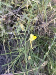 Nanorrhinum scoparium