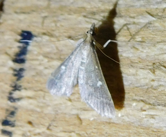 Dolicharthria punctalis