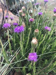 Pseudopegolettia tenella