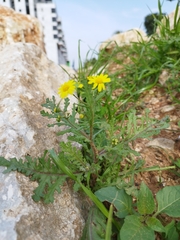Senecio vernalis