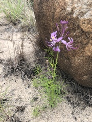 Cleome maculata