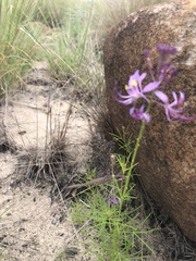 Cleome maculata