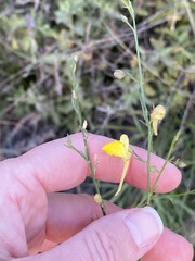 Nanorrhinum scoparium