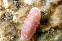 Goniobranchus epicurius