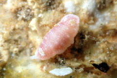 Goniobranchus epicurius