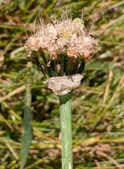 Allium validum