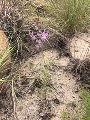 Cleome maculata