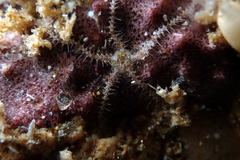 Ophiothrix caespitosa