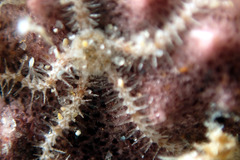 Ophiothrix caespitosa