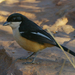 Southern Boubou - Photo (c) Jaunne-Marelize Van Tonder, some rights reserved (CC BY-NC), uploaded by Jaunne-Marelize Van Tonder