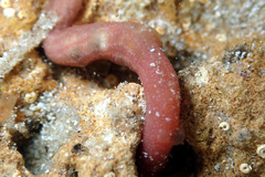 Leptosynapta dolabrifera