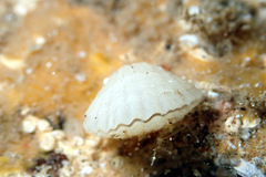 Brachiopoda
