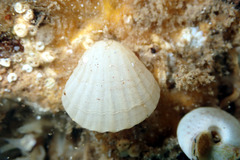 Brachiopoda