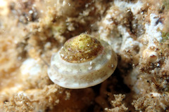 Notogibbula preissiana