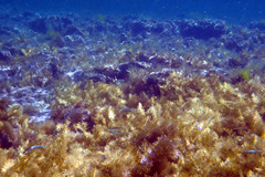 Leptatherina presbyteroides