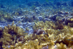 Leptatherina presbyteroides