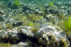 Leptatherina presbyteroides