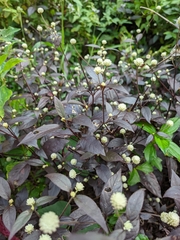 Alternanthera brasiliana
