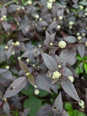 Alternanthera brasiliana