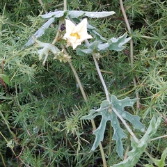 Coccinia sessilifolia sessilifolia