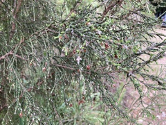 Passerina montana