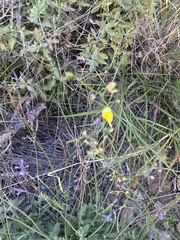 Nanorrhinum scoparium