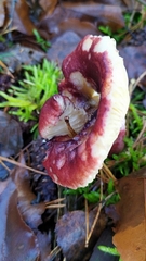 Russula sardonia