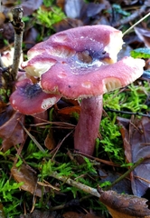 Russula sardonia
