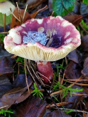 Russula sardonia