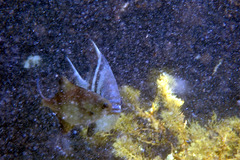 Scorpis georgiana
