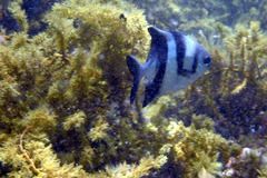 Scorpis georgiana