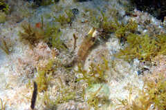 Helcogramma decurrens
