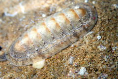Ischnochiton cariosus