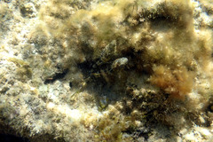 Lepidoblennius marmoratus