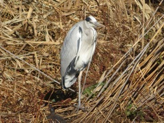 Ardea cinerea