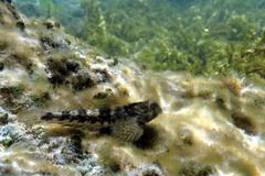 Lepidoblennius marmoratus