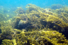 Meuschenia freycineti