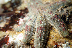 Allostichaster polyplax