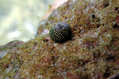 Chlorodiloma odontis