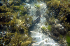 Pseudogoniistius nigripes