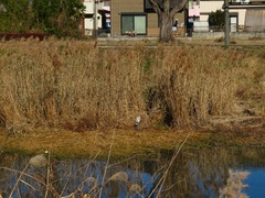 Ardea cinerea