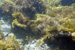 Notolabrus parilus