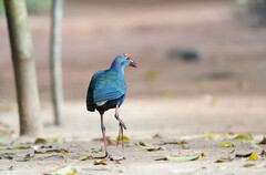 Porphyrio poliocephalus