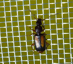 Polistichus connexus